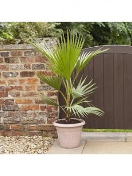 Image of Hardy Cotton Palm Washingtonia Robusta 1M Tall 20Cm Potted Plant