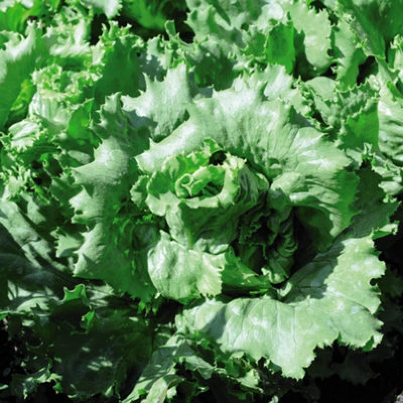 Image of Thompson & Morgan Lettuce Warpath 1 Seed Packet (200 Seeds)
