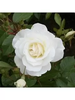 Image of Rose Diamond 60Th Wedding Anniversary - 3L Pot