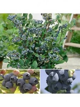Image of Blueberry Collection 3 X 3L