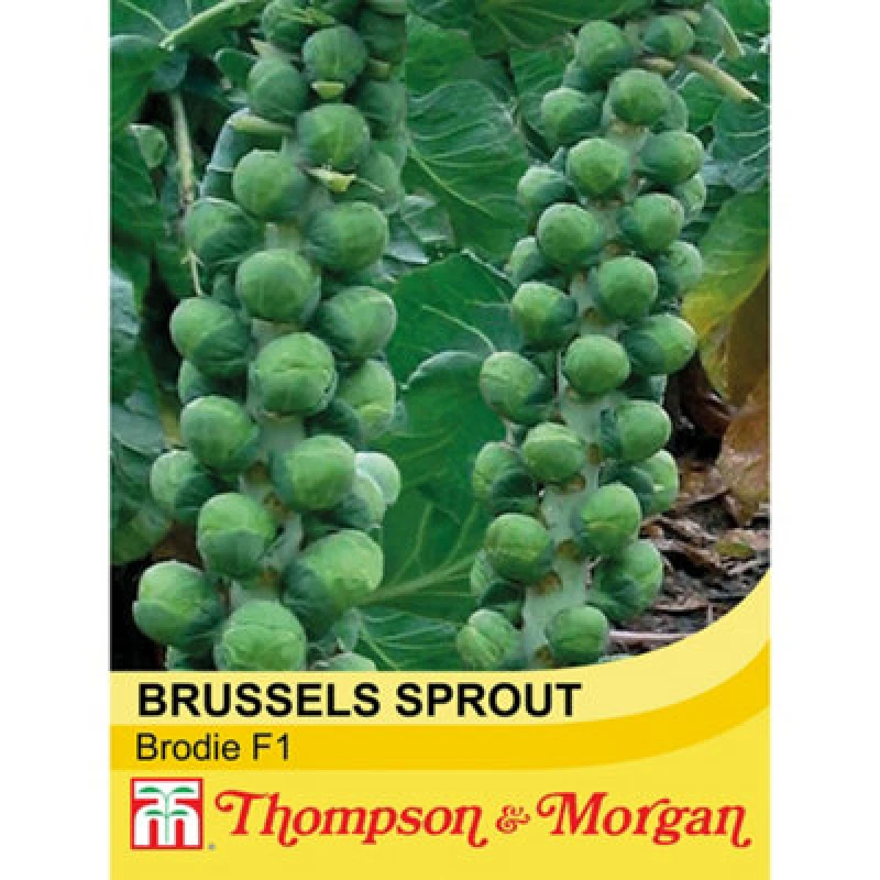 Image of Thompson & Morgan Brussels Sprout Brodie F1 Hybrid 1 Seed Packet (35 Seeds)