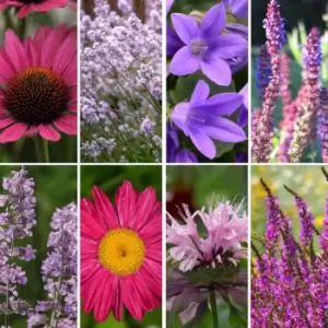 Image of Thompson & Morgan Thompson and Morgan Nurserymans Choice Perennial Cottage Garden Collection x 6