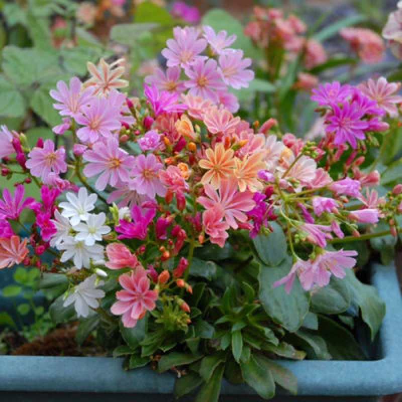 Image of Thompson & Morgan Lewisia Elise Mixed Hardy Perennial Seeds - Fruity Colors Summer Blooms Fleuroselect Gold Medal Winner. 10 Seeds.