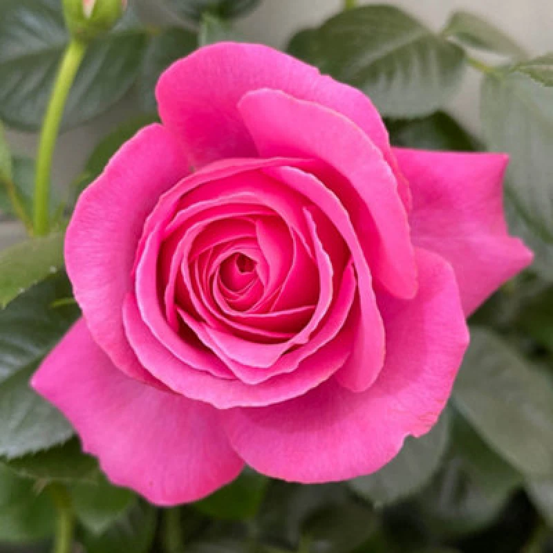 Image of YouGarden Rose Mum You are One in a Million (4L Pot) Roses 4L Pot Pink 39358306000