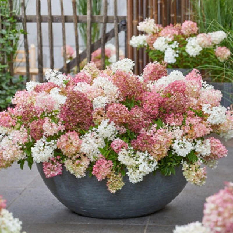 Image of Thompson & Morgan Hydrangea Paniculata Groundbreaker Blush 14Cm Potted Plant X 1