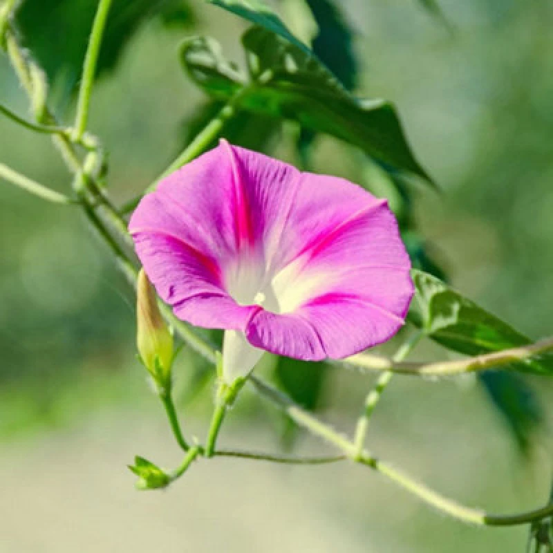 Image of Thompson & Morgan Morning Glory Split Personality 1 Seed Packet (20 Seeds)