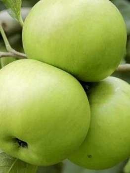 Image of Apple Bramley Tree 1.4M Bare Root