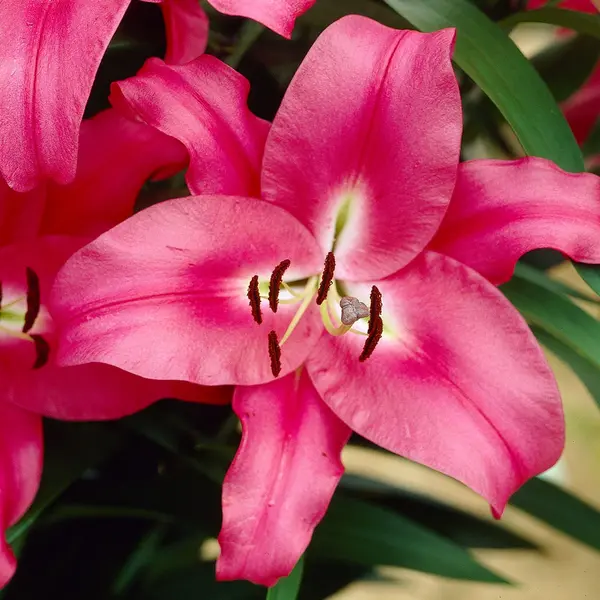 Image of Yougarden Skyscraper Lily 'Robina' x 5 Bulbs