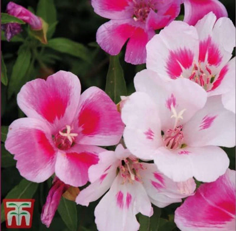 Image of Thompson & Morgan Godetia Improved Dwarf Mixed 1 Seed Packet (400 Seeds)