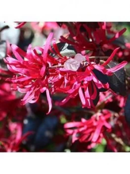 Image of Loropetulum Black Pearl 2L