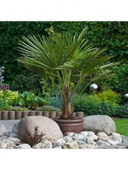 Image of Hardy Fan Palm Trachycarpus Fortunei 17Cm Pot