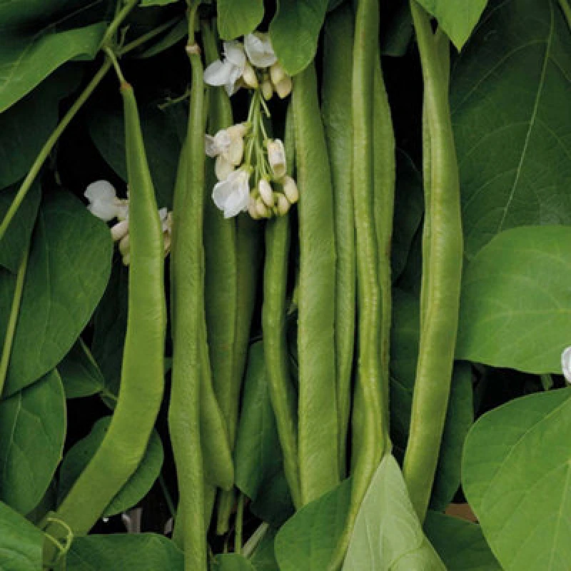 Image of Thompson & Morgan Runner Bean Moonlight 1 Seed Packet (40 Seeds)