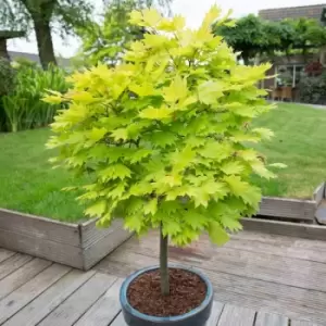 Image of YouGarden Acer Shirasawanum 'Jordan' in 3L Pot