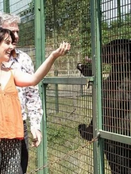 Image of Virgin Experience Days Big Cat Encounter At The Wildlife Heritage Foundation In Kent