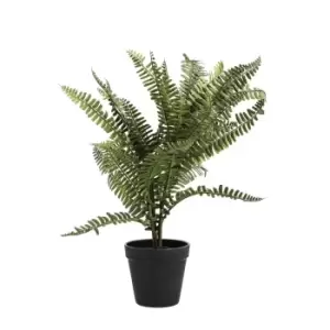 Image of Black Potted Fern