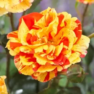 Image of Yougarden Rose Oranges and Lemons Bare Root Bush