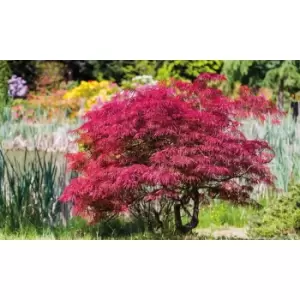 Image of Thompson & Morgan Thompson and Morgan Acer palmatum 'Atropurpureum' 7cm pot - 2 plants