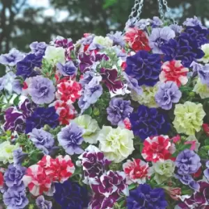 Image of Thompson & Morgan Petunia Frills & Spills 25cm Preplanted Hanging Basket x 1