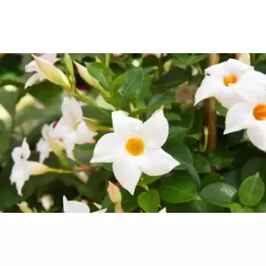 Image of Thompson & Morgan Thompson and Morgan Mandevilla sanderi 'Bloom Bells' Trio