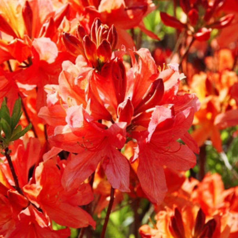 Image of Thompson & Morgan Azalea Dwarf Orange 9Cm Potted Plant X 2