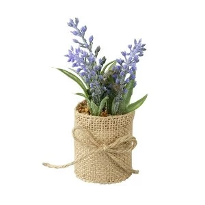 Image of Lavender In Pot