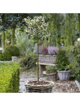 Image of Holly Ilex Aquifolium Silver Variegated Holly Standard 90Cm Tall
