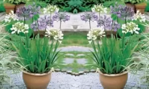 Image of Agapanthus Blue & White Collection Plants: 6