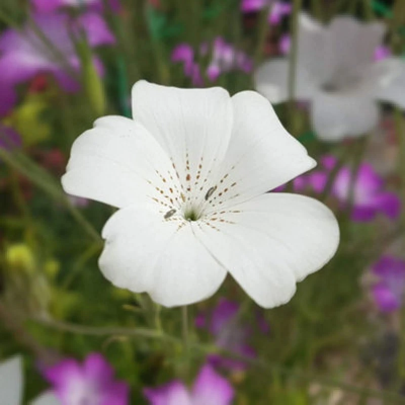 Image of Thompson & Morgan Agrostemma Ocean Pearl 1 Seed Packet (100 Seeds)