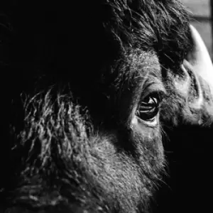 Image of Pictorial by Killbody Tuning CD Album