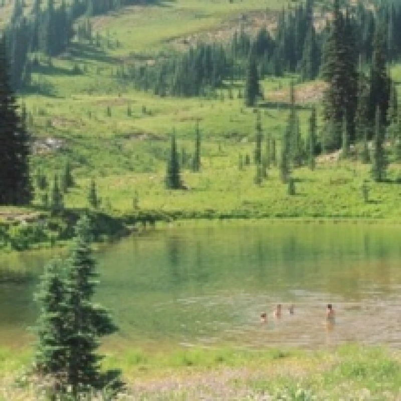 Image of Great Big Wild Oak Vinyl