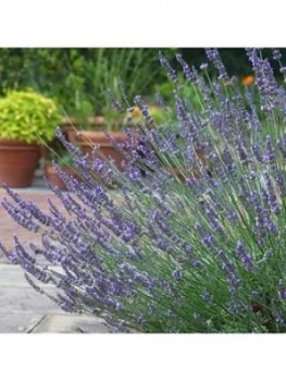 Image of Lavandula Intermedia Phenomenal 2L