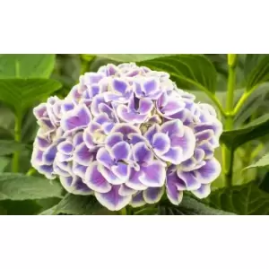 Image of Thompson & Morgan Thompson and Morgan Hydrangea Bicolor Bavaria 10.5cm pot x 1