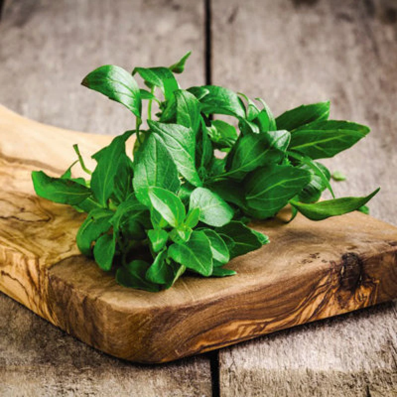 Image of Thompson & Morgan Organic Herb Basil Classico 1 Seed Packet (250 Seeds)