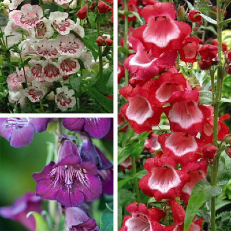 Image of Thompson & Morgan Penstemon Ice Cream 9 Jumbo Plug Plants + 10 Flower Seeds