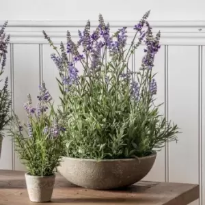 Image of Crossland Grove Potted Lavender Bowl Large 320X320X500Mm