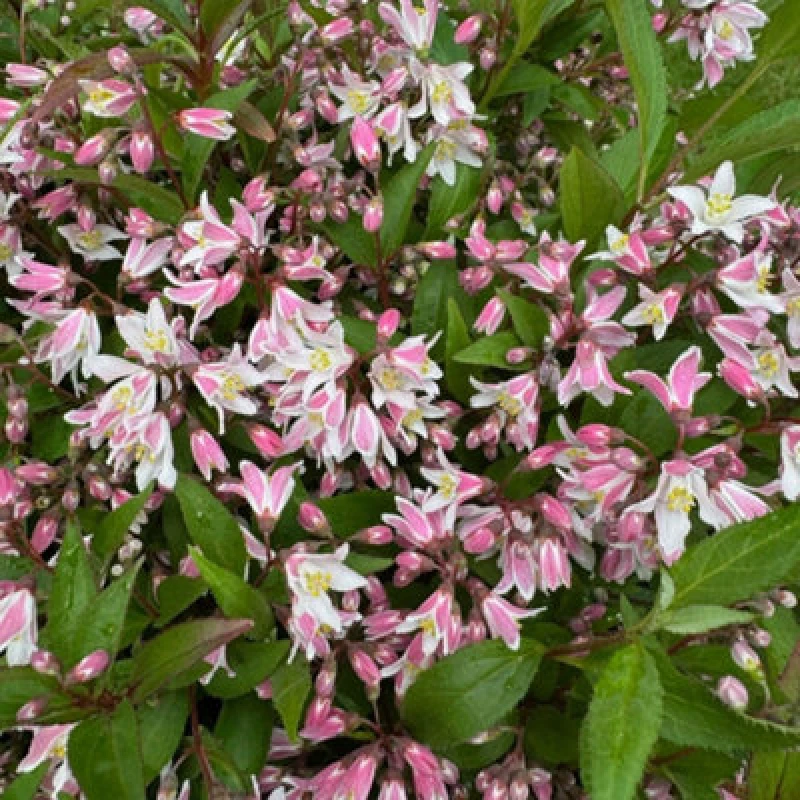 Image of Thompson & Morgan Deutzia Prettistars Pink Carpet 3 Litre Potted Plant X 1