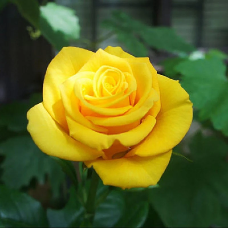 Image of Thompson & Morgan Golden Wedding Floribunda Rose - Golden Yellow Blooms Repeat Flowering Disease Resistant Shrub For Gardens