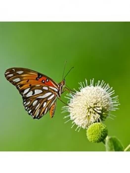 Image of Cephalanthus -Magical Moonlight 3L 50Cm (Buttonbush)