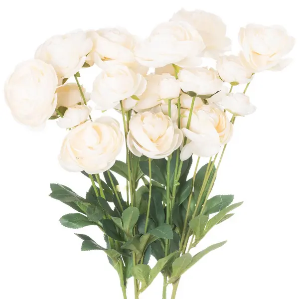 Image of Cream Ranunculus