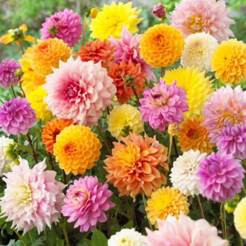Image of You Garden Yougarden Dahlia 'patio Choice' Mixed, Set Of 10 Tubers, Ready To Plant, Summer Flowering Dahlia, Grow In Garden Borders, Containe