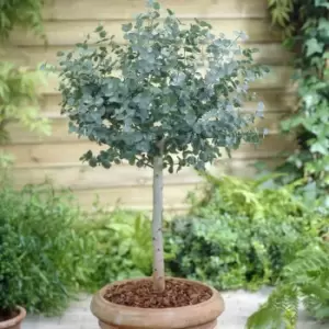 Image of YouGarden Eucalyptus Gunnii Standard Tree 80-100cm Tall in 3L Pot