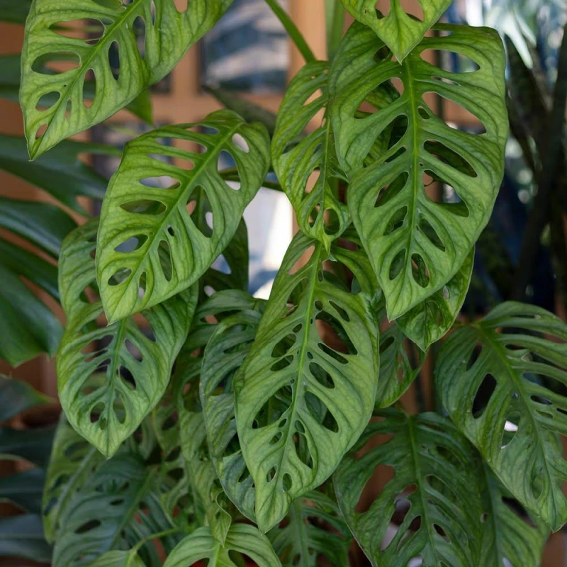 Image of YouGarden Monstera Monkey Mask on Moss Pole (19cm Pot) Green unisex 19cm Pot