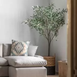 Image of Crossland Grove Olive Tree Large Green H2020Mm