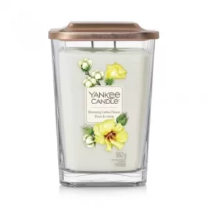 Image of Blooming Cotton Flower