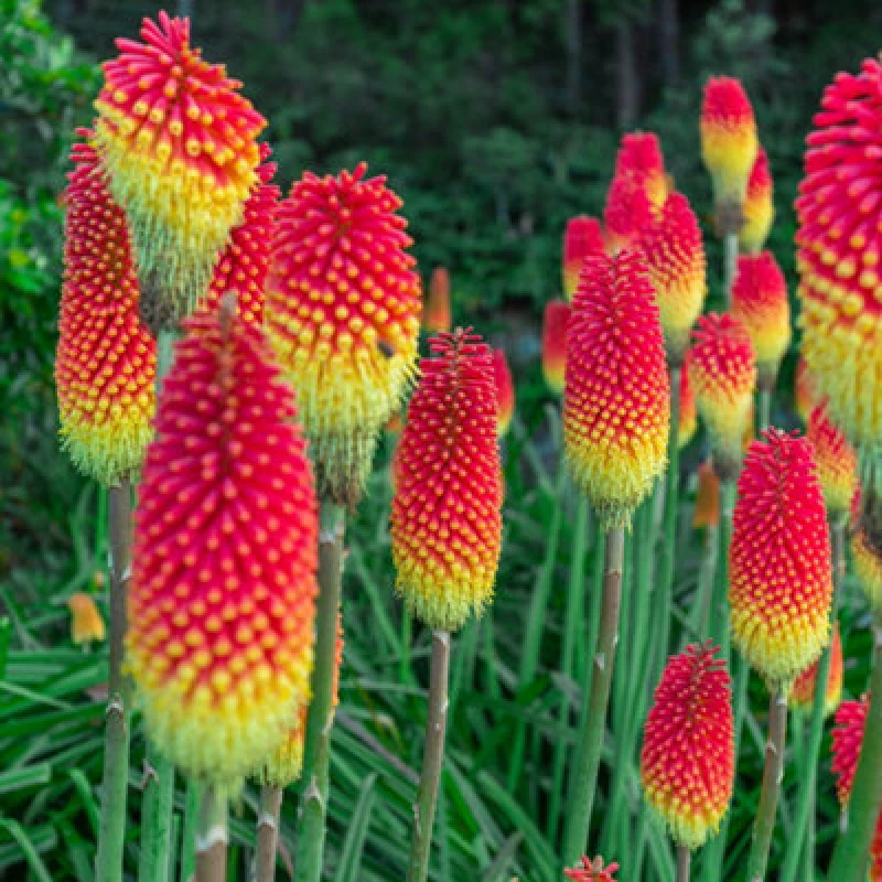 Image of You Garden - Kniphofia 'flamenco' 9Cm X2