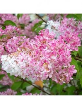 Image of Hydrangea Paniculata 'Vanille Fraise' 3L