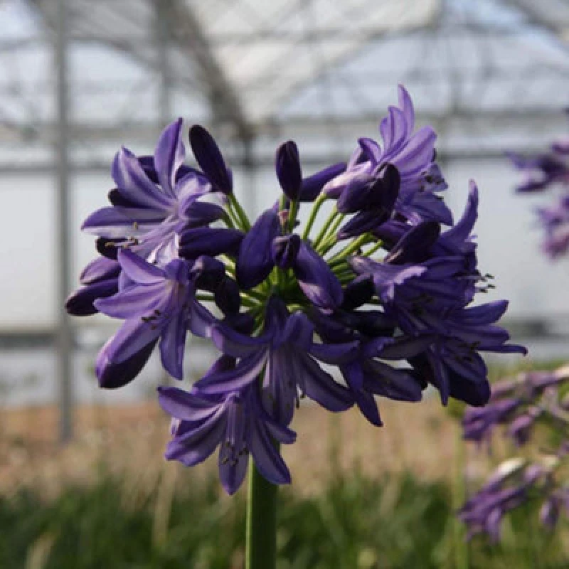 Image of Thompson & Morgan Agapanthus Northern Star 3 Litre Potted Plant X 1
