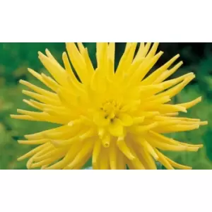 Image of Thompson & Morgan Thompson and Morgan Dahlia Yellow Star 3 Tubers