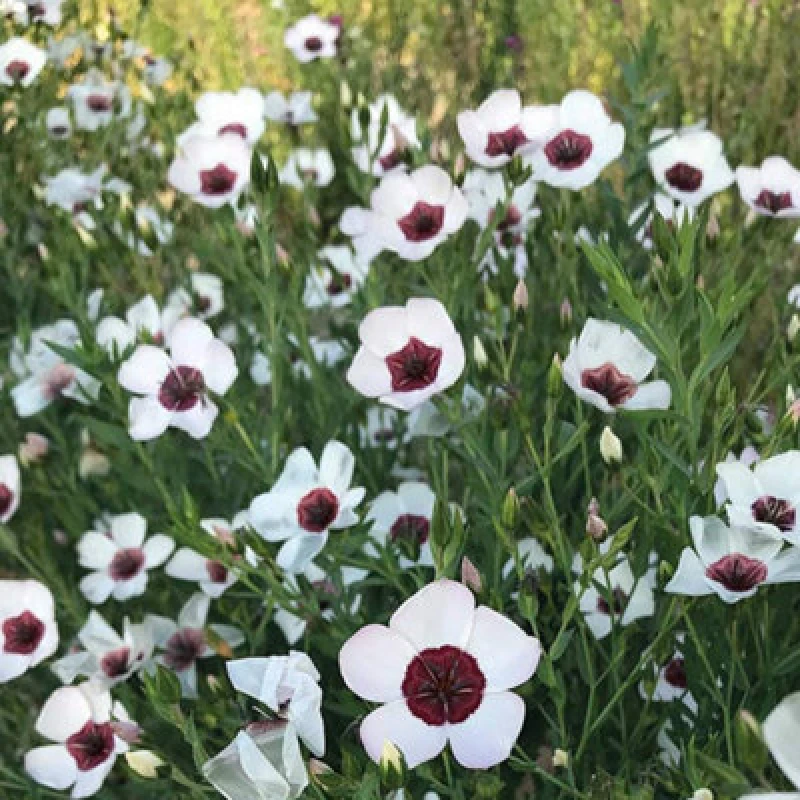 Image of Thompson & Morgan Linum Bright Eyes 1 Seed Packet