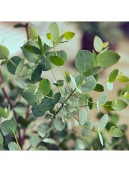 Image of Eucalyptus Gunnii Azura 13Cm Pot